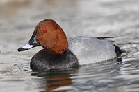 Pochard