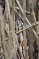 Bittern