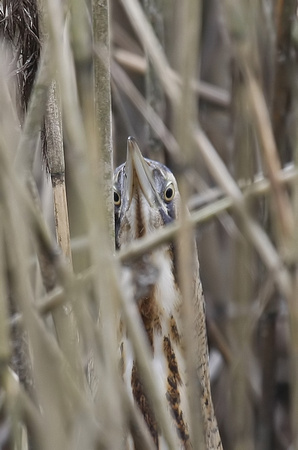 Bittern