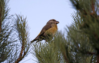 Parrot Crossbill