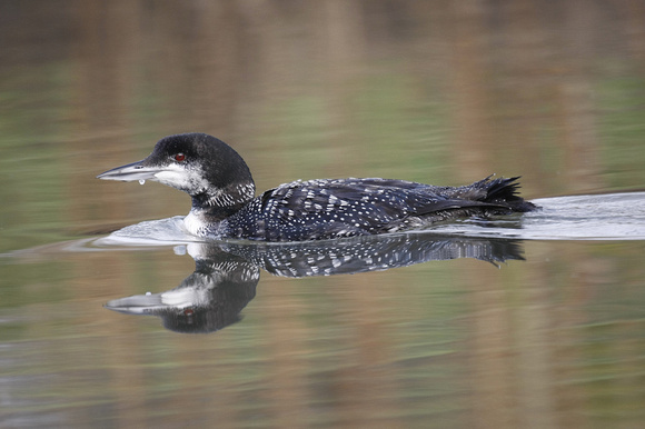 Great Northern Diver