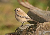 Desert Wheatear