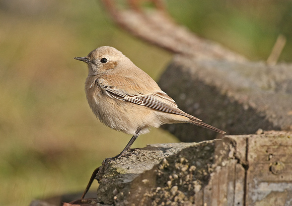 Desert Wheatear