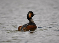 Black-necked Grebe