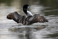 Great Northern Diver