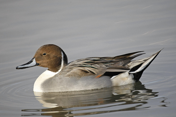 Pintail