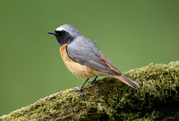 Common Redstart