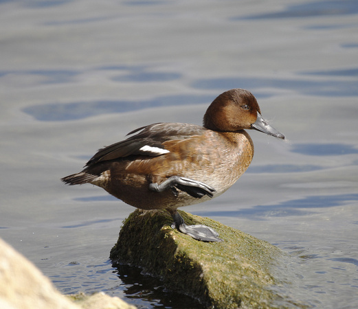 Ferruginous Duck