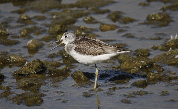 Greenshank