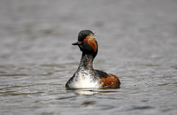 Black-necked Grebe