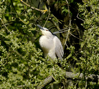 Night Heron 2015