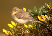 Willow Warbler