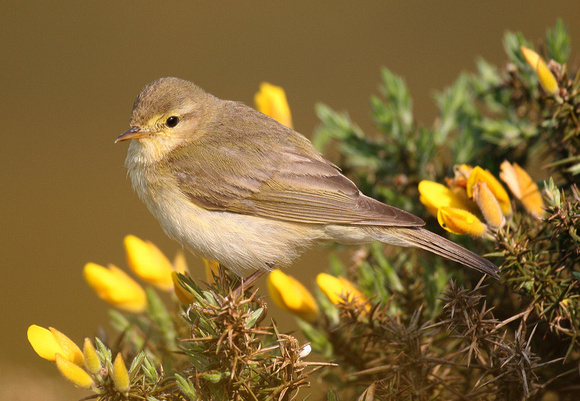 Willow Warbler