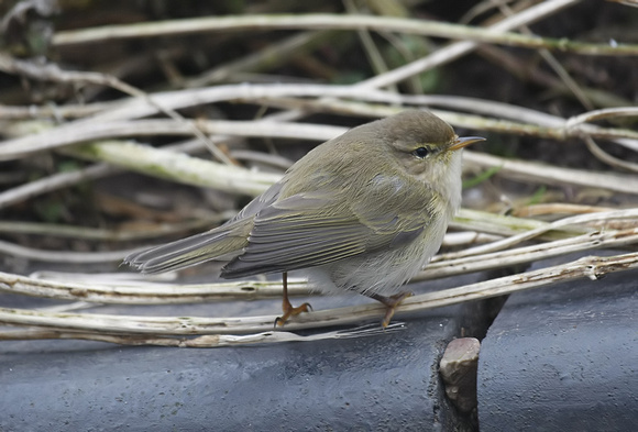 Chiffchaff