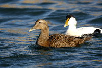 Common Eider