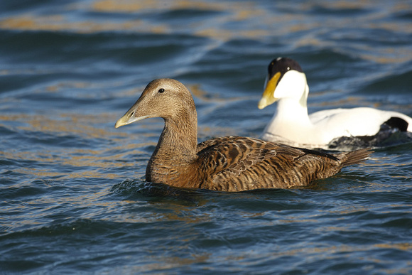 Common Eider