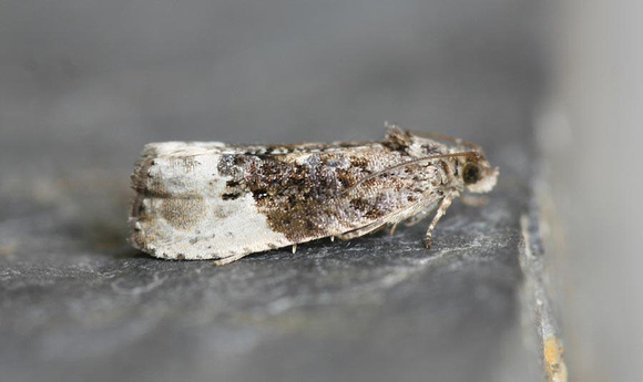 Marbled-orchard Tortrix