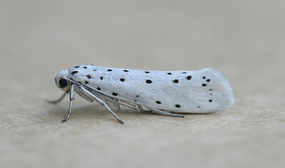 Spindle Ermine