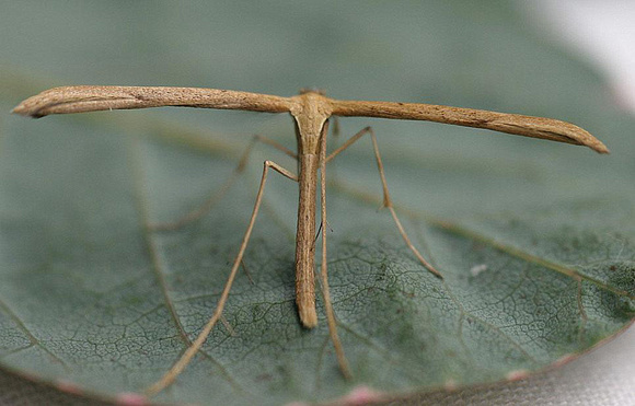 Emmelina Monodactyla