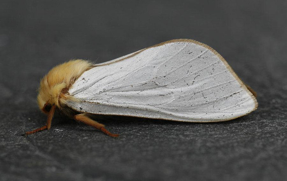 Ghost moth (male)