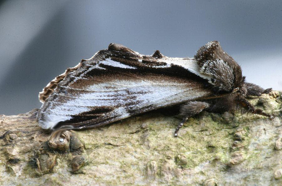 Lesser Swallow Prominent