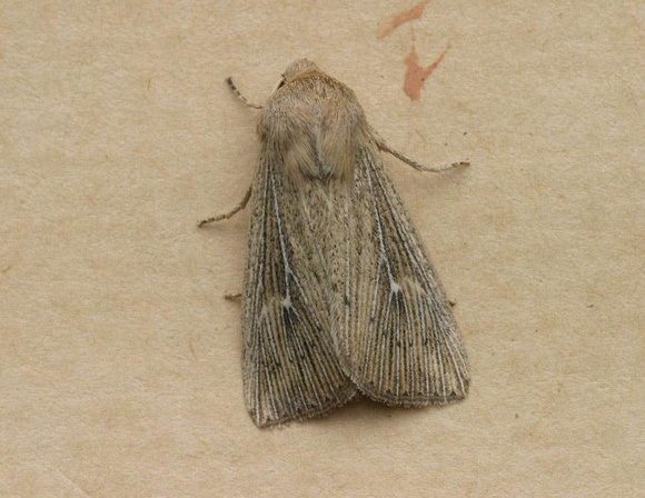 Obscure Wainscot
