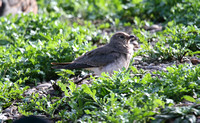 Collared Pratincole