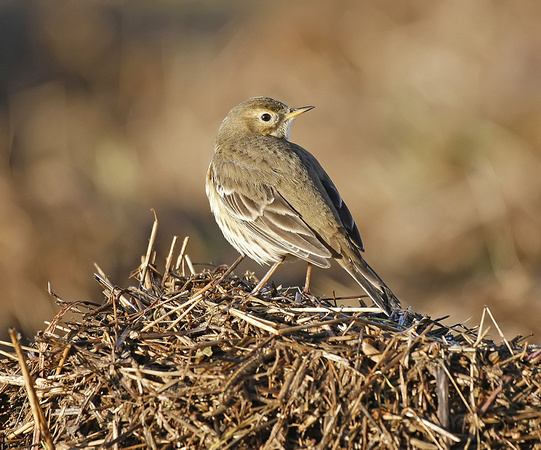Buff-bellied Pipit
