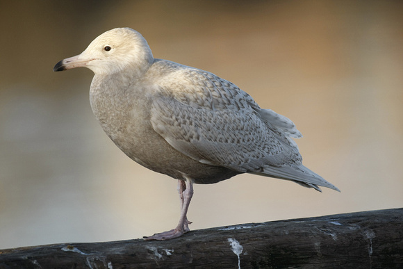 Glaucous Gull