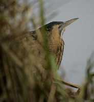 Bittern