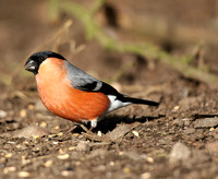 Bullfinch