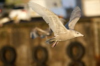 Glaucous Gull