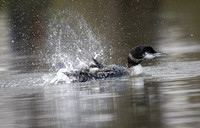 Great Northern Diver