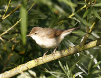 Blyth's Reed Warbler