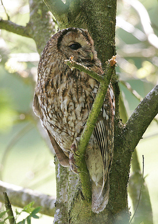 Tawny Owl