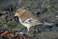 Chaffinch