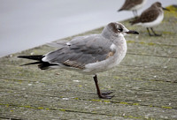 Laughing Gull