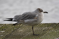 Laughing Gull