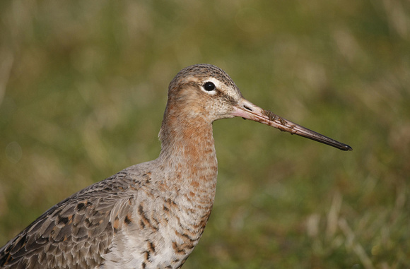 Black-tailed Godwit