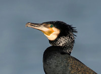 Cormorant (Sinensis)