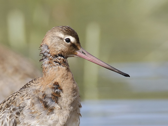 Black-tailed Godwit