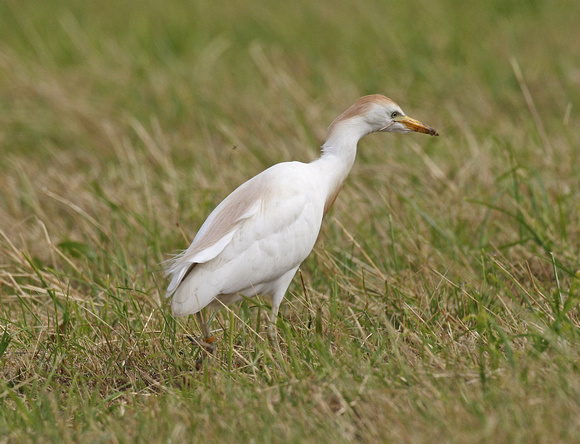 Cattle Egret