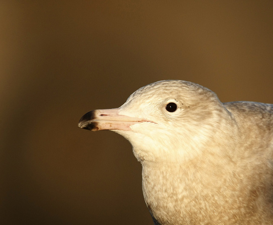 Glaucous Gull