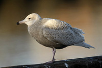 Glaucous Gull