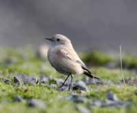 Desert Wheatear