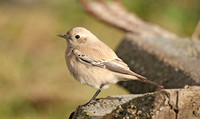 Desert Wheatear