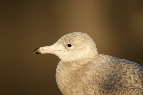 Glaucous Gull