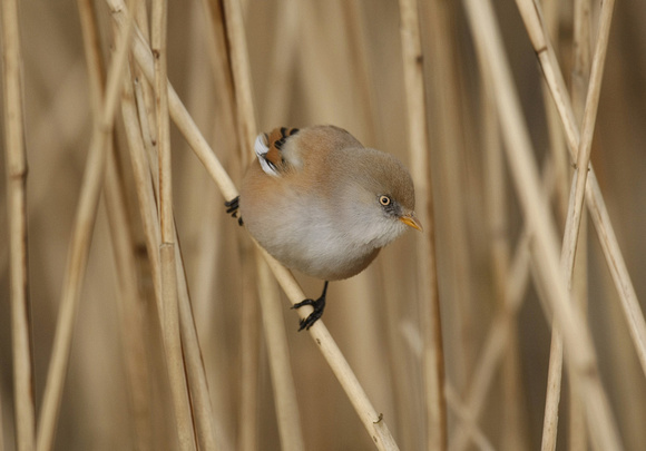 Bearded Tit