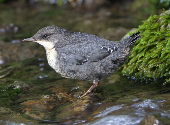 Dipper