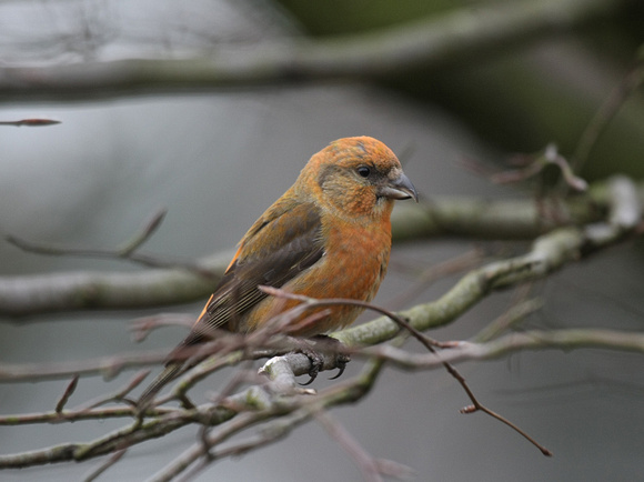 Common Crossbill